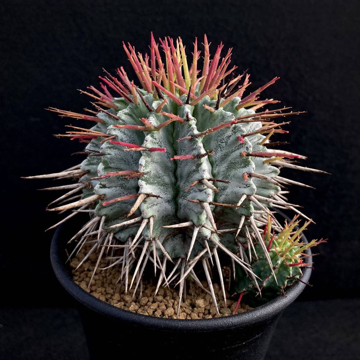 Yahoo!オークション - σ ユーフォルビア ホリダマジョール (Fuk-三) 3