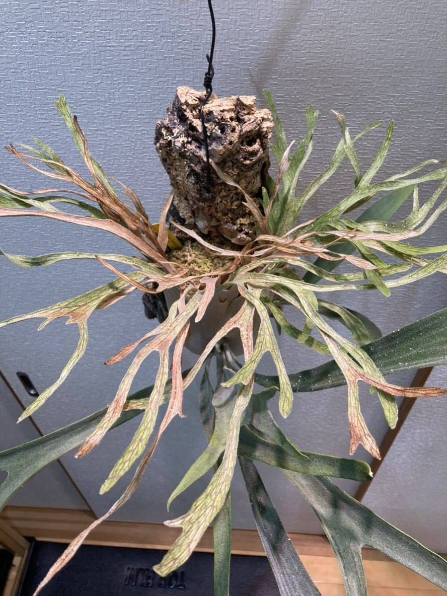 Yahoo!オークション - ビカクシダ P.veitchii Auburn river spore 子株