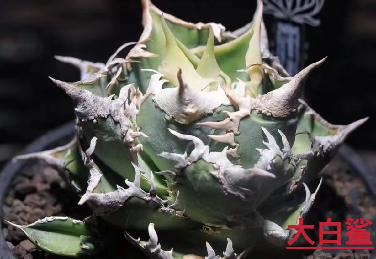 Yahoo!オークション - 24.アガベ チタノタ 大白鯊 ホオジロザメ/検 青