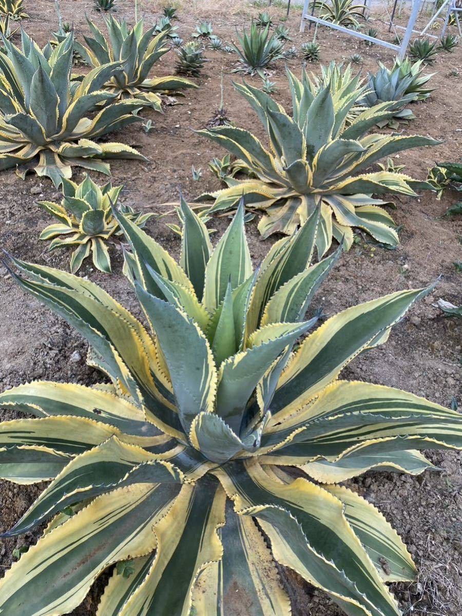 アガベ リップルエフェクト 親株 アガベ リップルエフェクト 親株出品