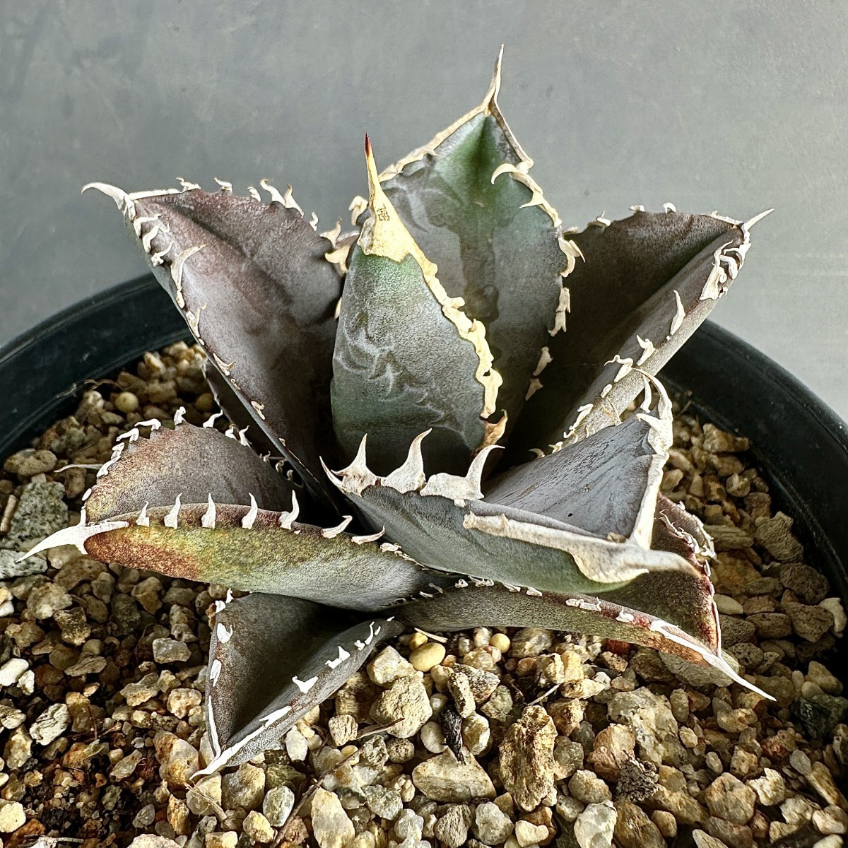 FO-076×台湾白鯨 白蟻 極上美株 強棘 S株セット特価 FO-076×台湾白鯨