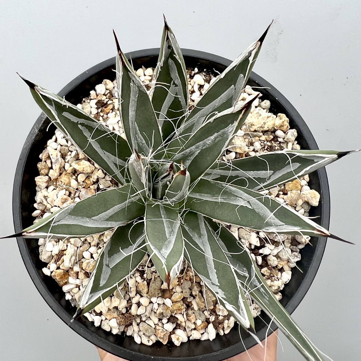 Yahoo!オークション - B69-16 【新種の先発】アガベ 笹吹雪 ニッケルシ