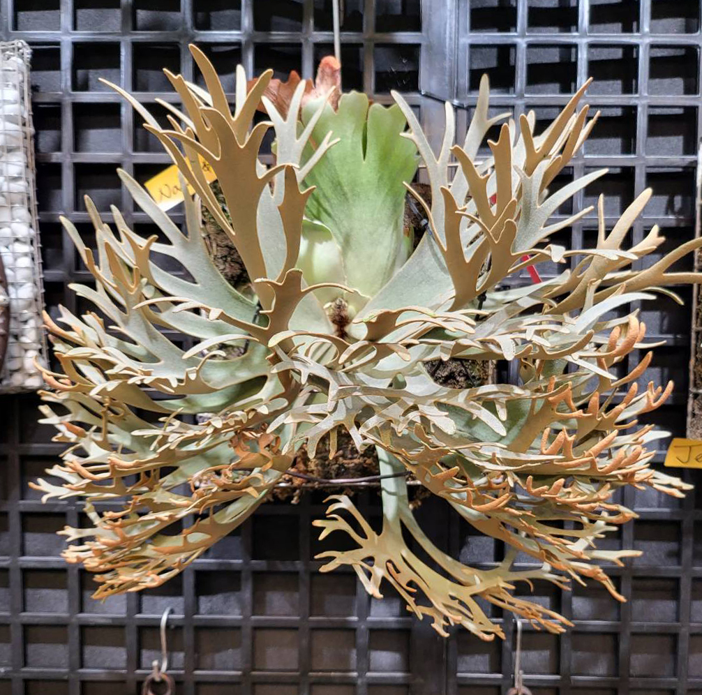 Yahoo!オークション - P.willinckii 'Nano' ＠ビカ森wife 板付品 ウィ