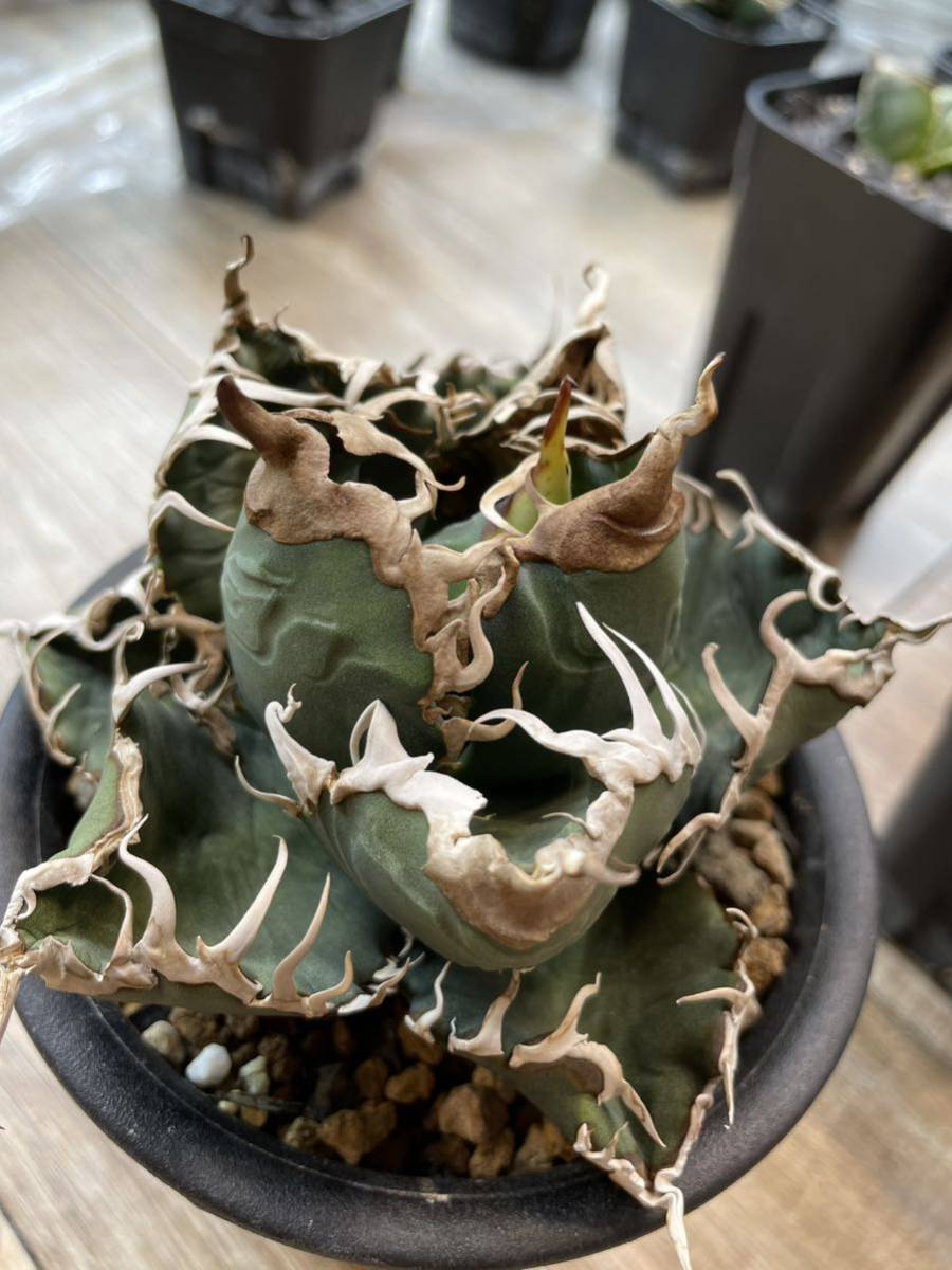 Yahoo!オークション - 【osp産超特選子株】悪魔くん バケモノ Diablo V