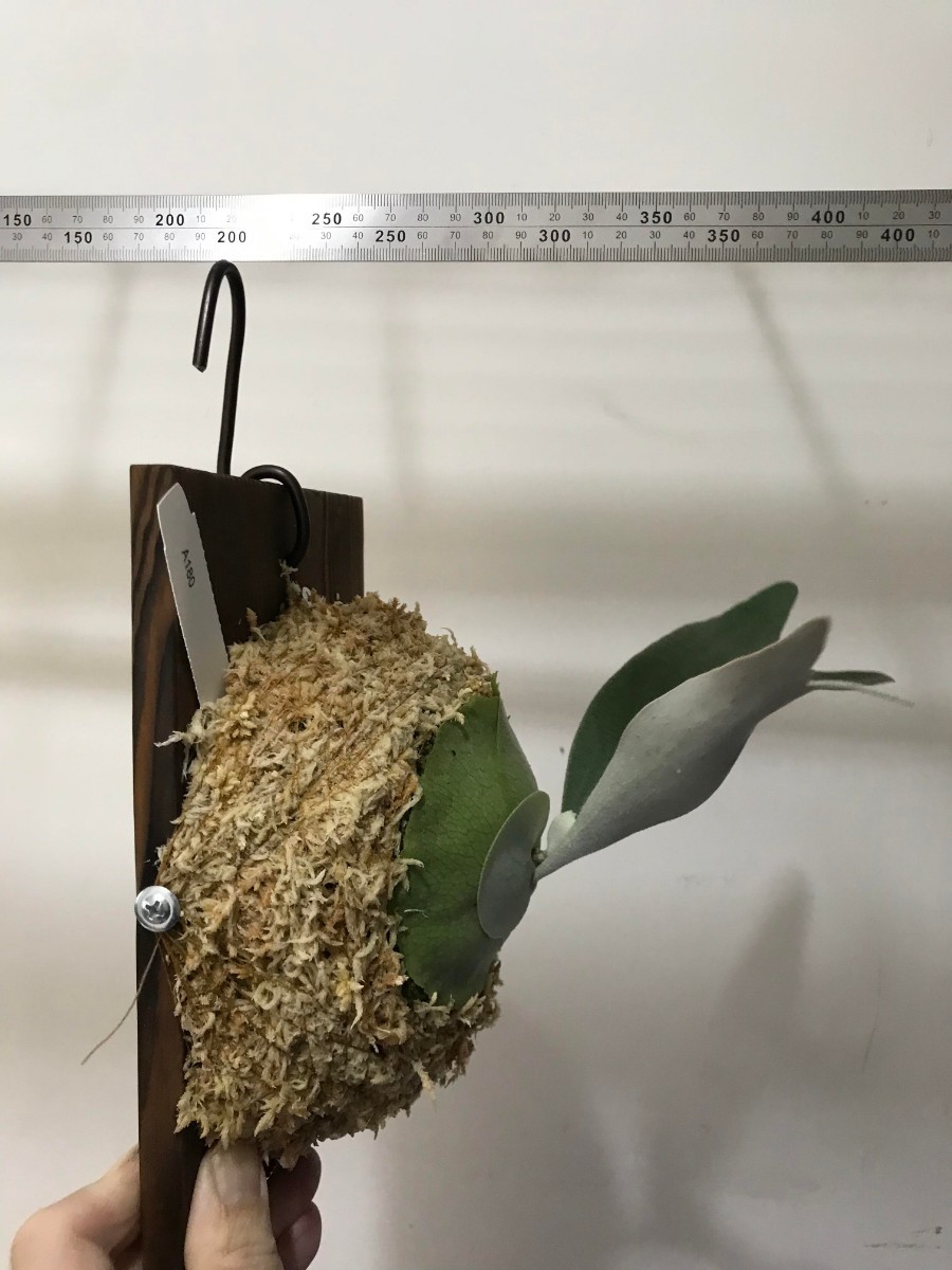 Yahoo!オークション - A180 P.Lion Head ライオン ヘッド 株分け ビカ