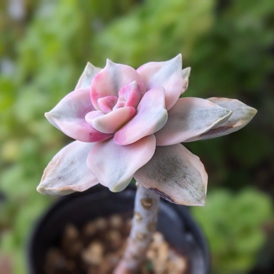 多肉植物 パープルディライト錦｜Yahoo!フリマ（旧PayPayフリマ）