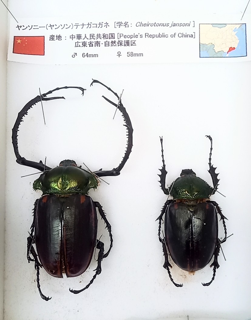 Yahoo!オークション - 結構レア【展翅 展足済み 標本 このまま飾れます