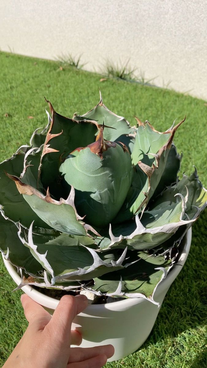 アガベ チタノタ 白鯨 大株｜Yahoo!フリマ（旧PayPayフリマ）