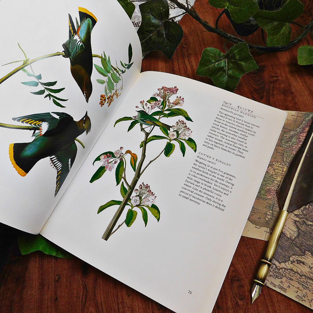 ゜+ アメリカの鳥たちの図鑑 英国のヴィンテージ本 鳥類 英国