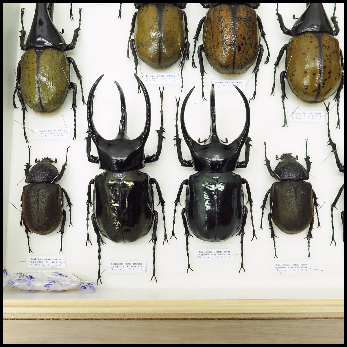 Yahoo!オークション - 1) 計23匹 昆虫標本 ヘラクレスオオカブト・コ