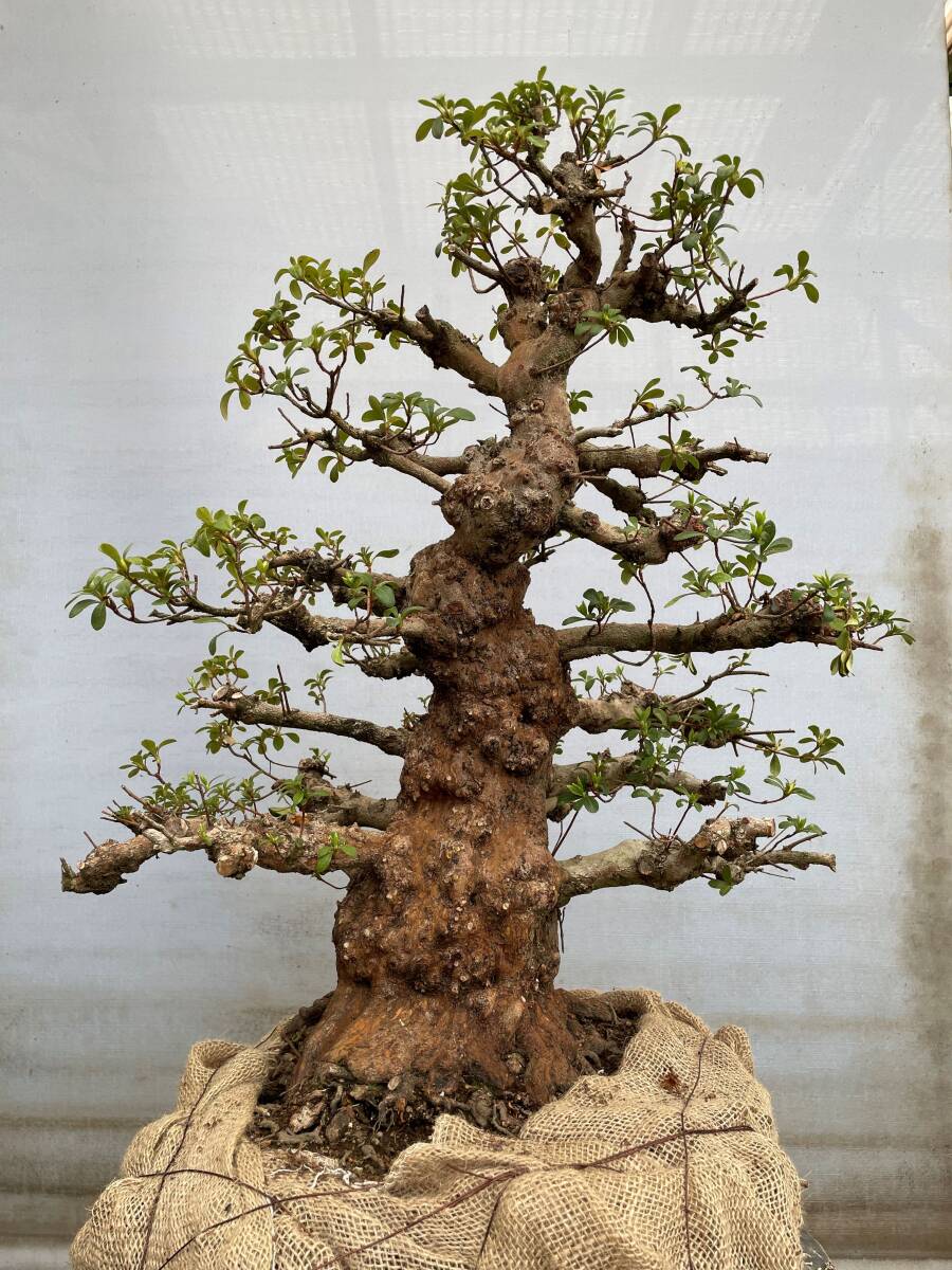 Yahoo!オークション - さつき 道楽 特選盆栽 栄冠 太幹