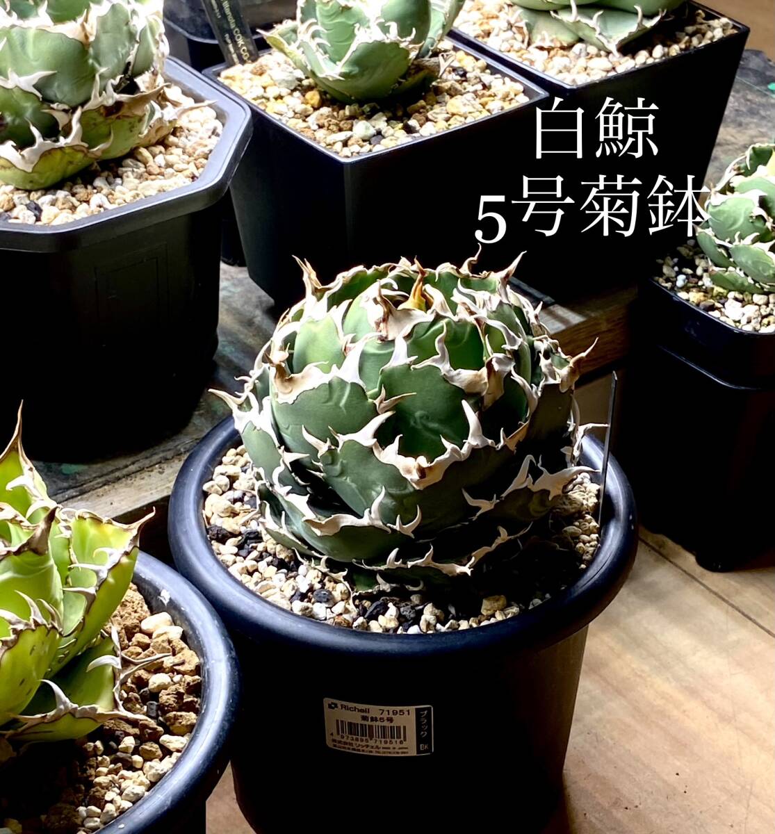 Yahoo!オークション - 【標本株】アガベ チタノタ 白鯨【5号菊鉢】