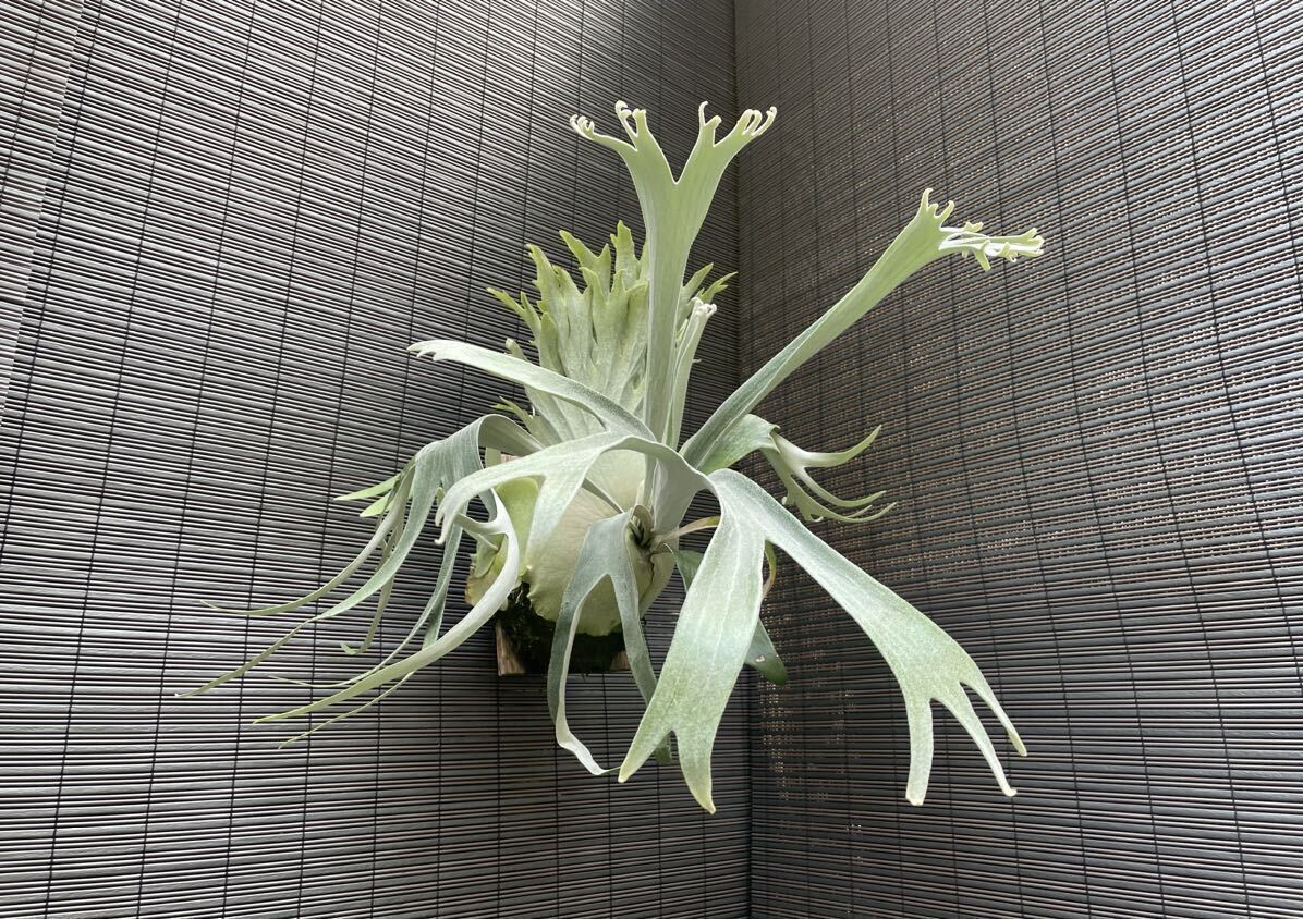 Yahoo!オークション - きよし P. 'Hanuman' ビカクシダ コウモリラン