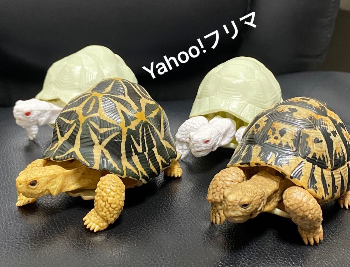 いきもの大図鑑 かめ 4種セット インドホシガメ ギリシャリクガメ