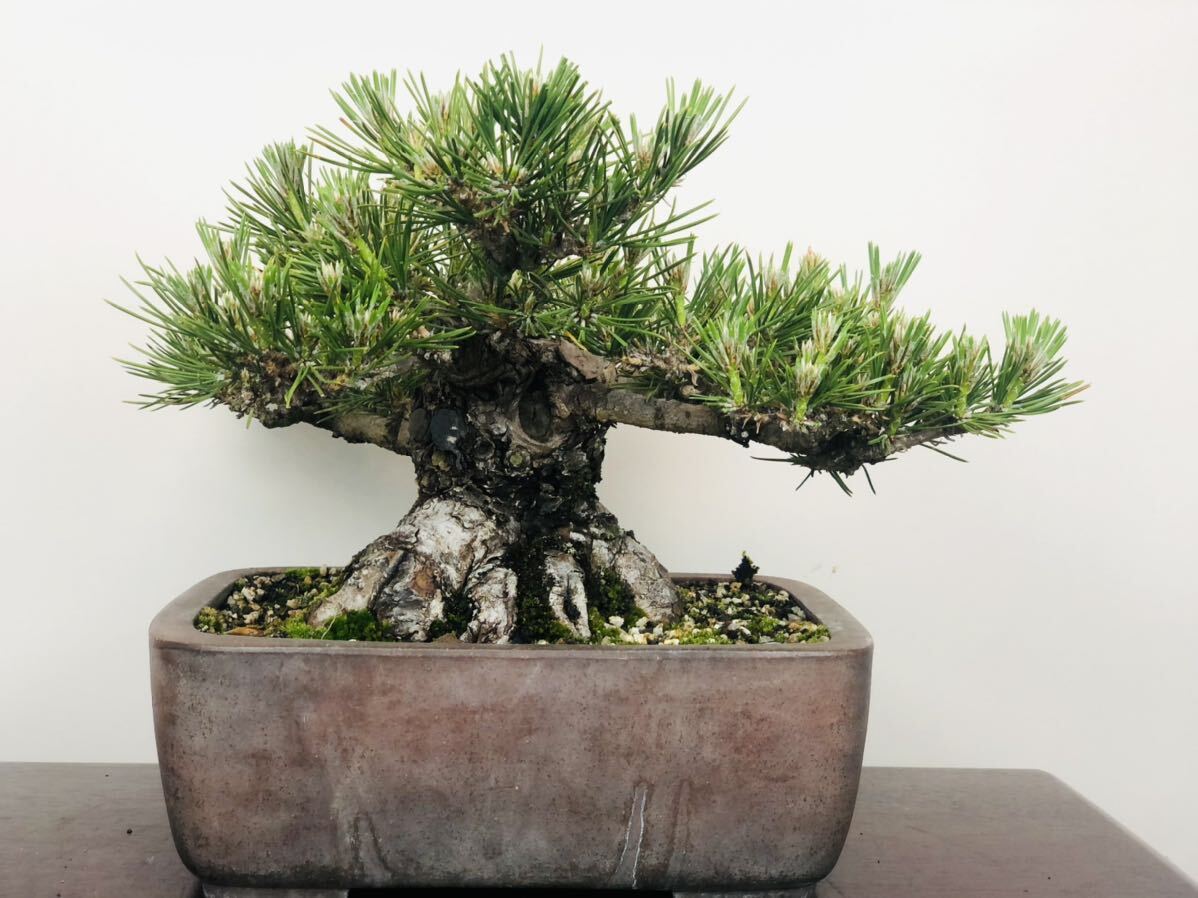 Yahoo!オークション - 黒松 盆栽 中品盆栽