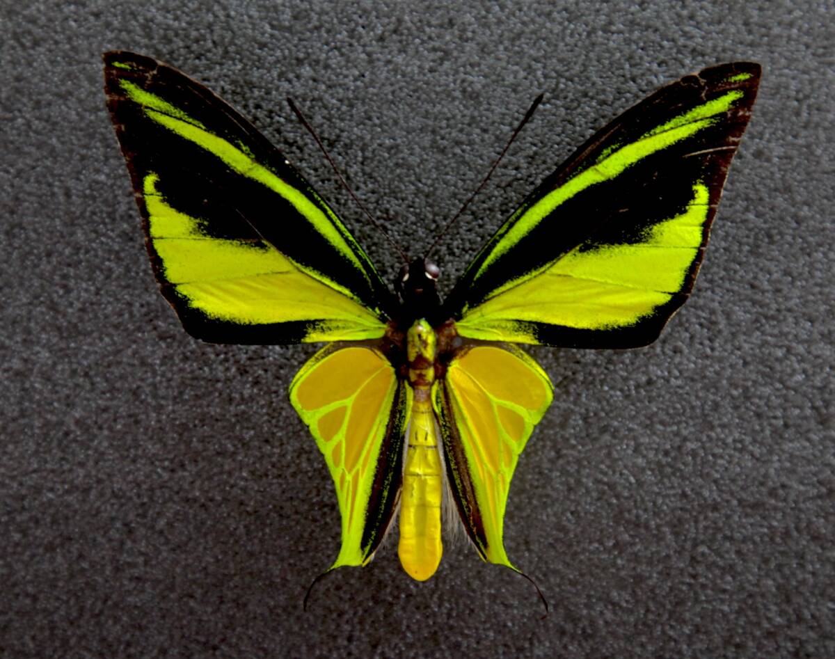 Yahoo!オークション - 外国産蝶標本 ヒレオトリバネアゲハ A-pair 西