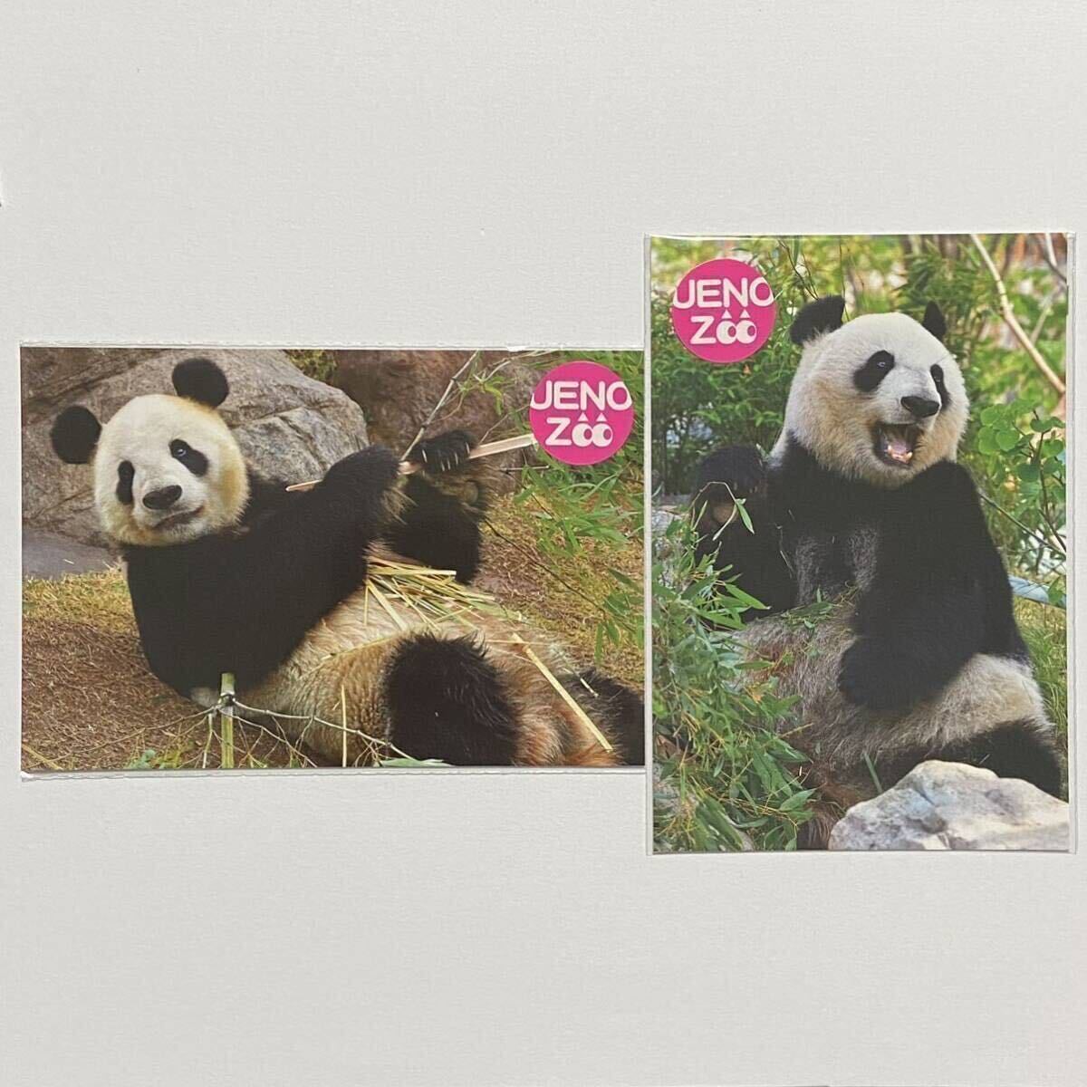 ジャイアントパンダ来日50周年記念 ポストカード リーリー＆シンシン