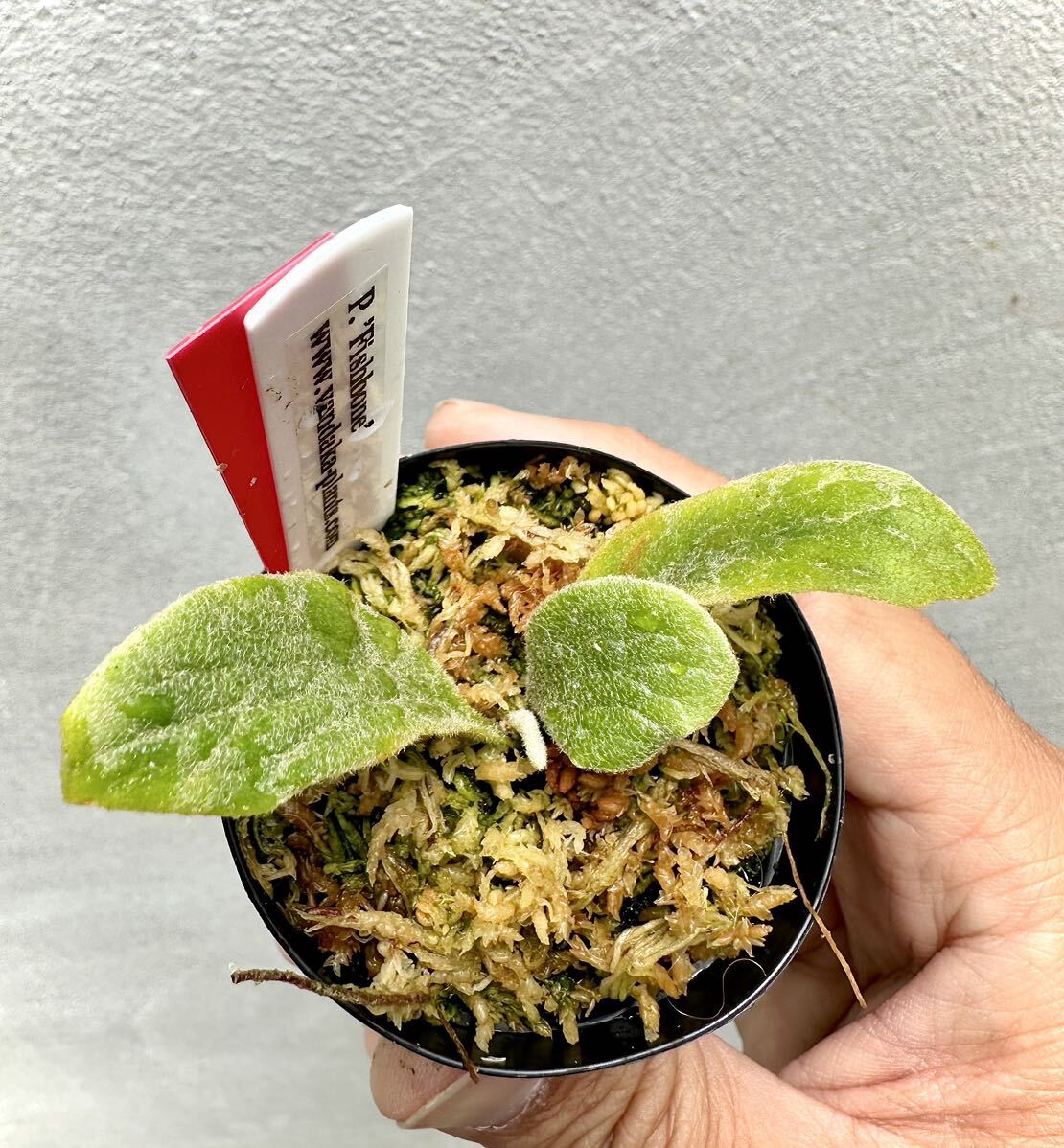 Yahoo!オークション - P. 'Fishbone' フィッシュボーン 【vandaka】 ビ