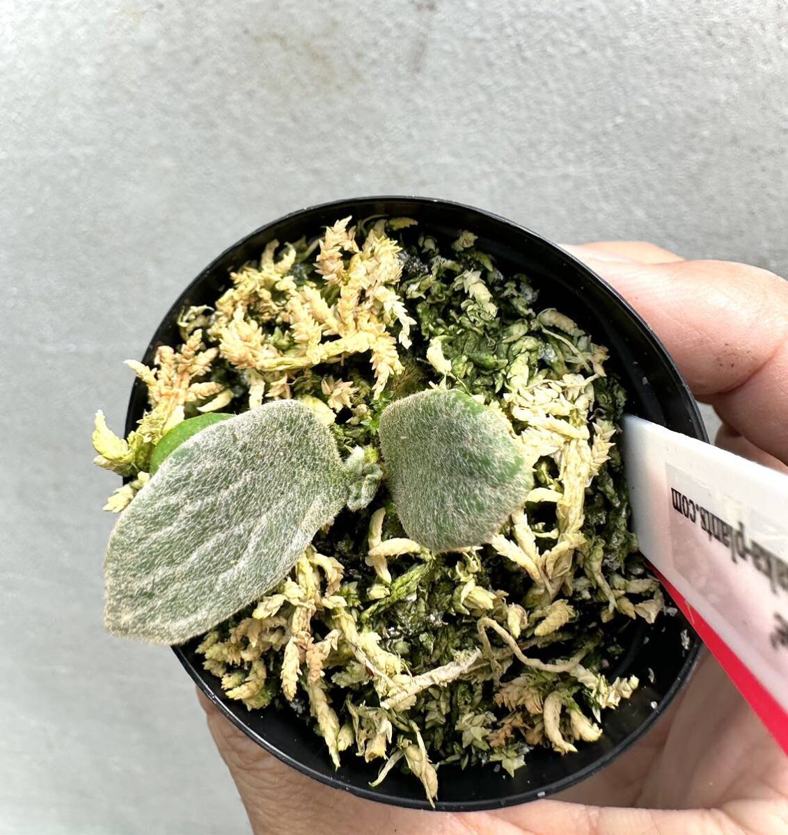 Yahoo!オークション - P. 'Fishbone' フィッシュボーン 【vandaka】 ビ