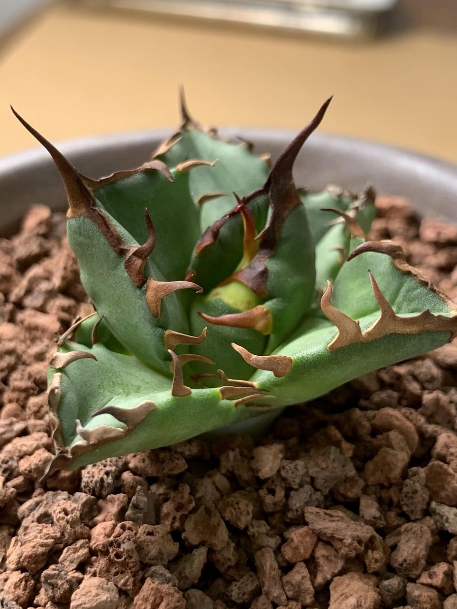 アガベ チタノタ(オテロイ)海王 親株出品 コレクション株