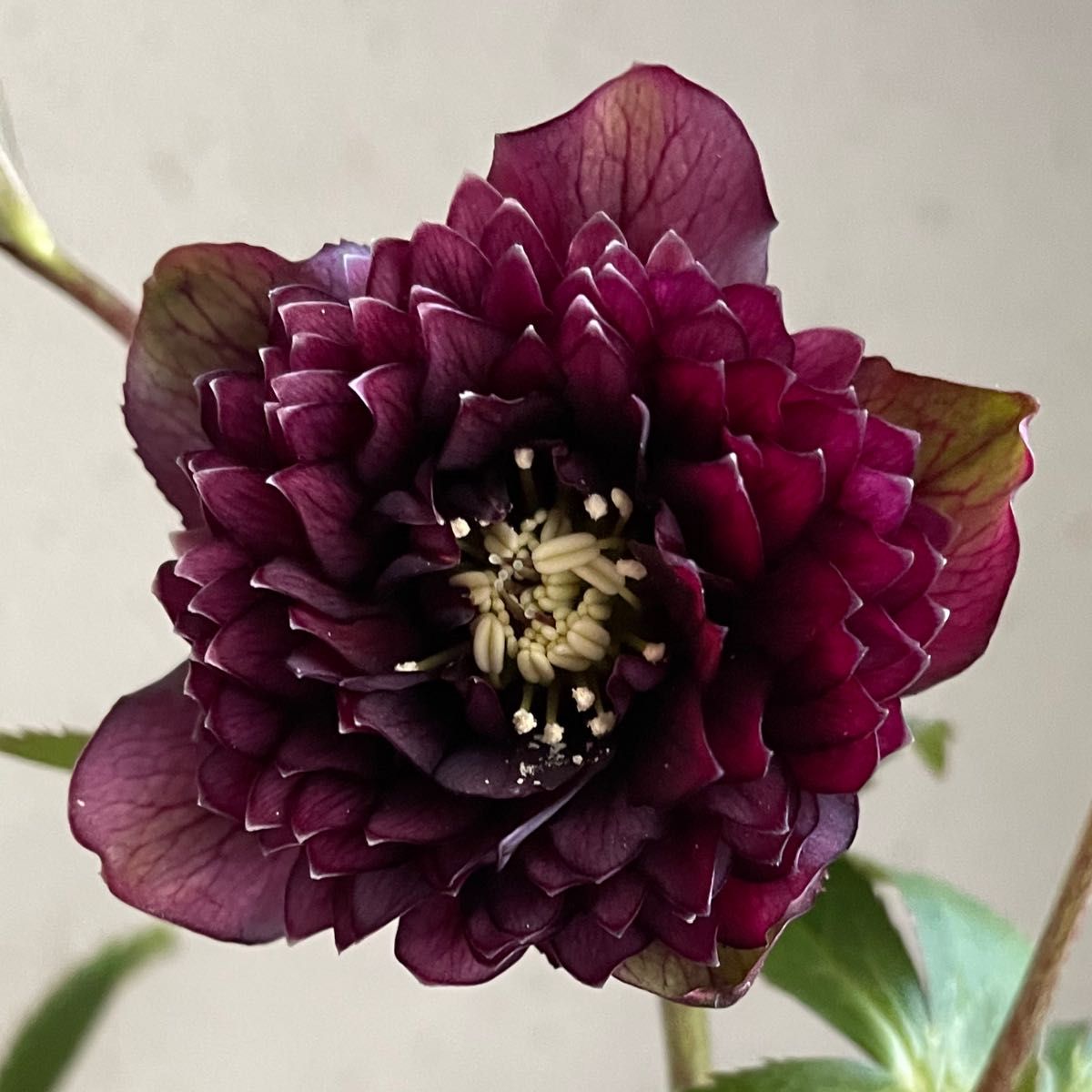 ダーククレオパトラ 広瀬園芸 クリスマスローズ｜Yahoo!フリマ（旧