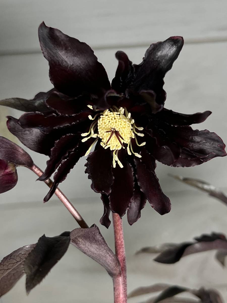 Yahoo!オークション - 51 個性派 ブラックマジック クリスマスローズ