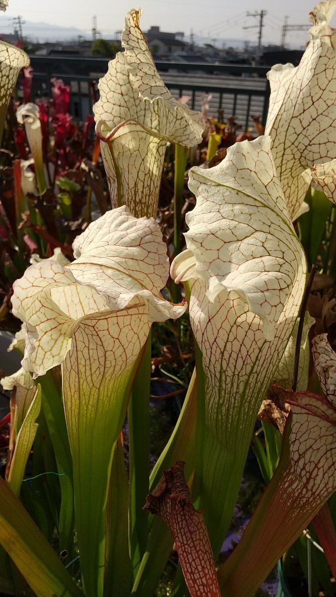 Yahoo!オークション - サラセニア ビッグ ホワイト ②食虫植物 sarrace