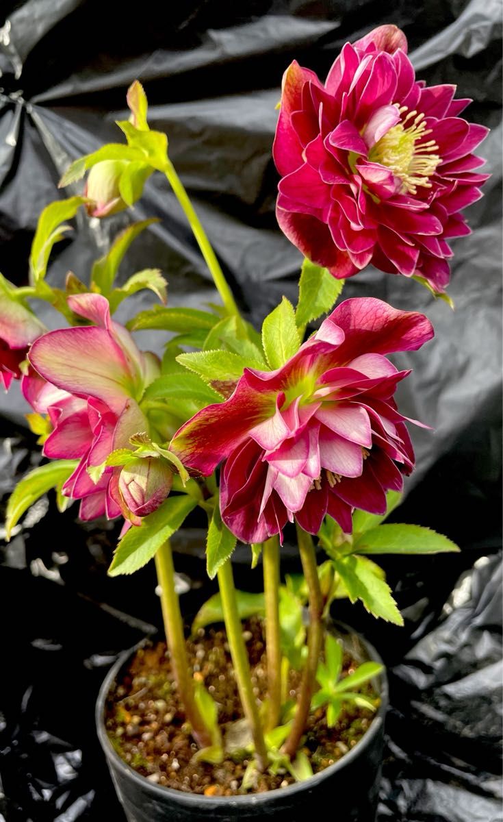 リバーシブルレッドdd 広瀬園芸 クリスマスローズ｜Yahoo!フリマ（旧