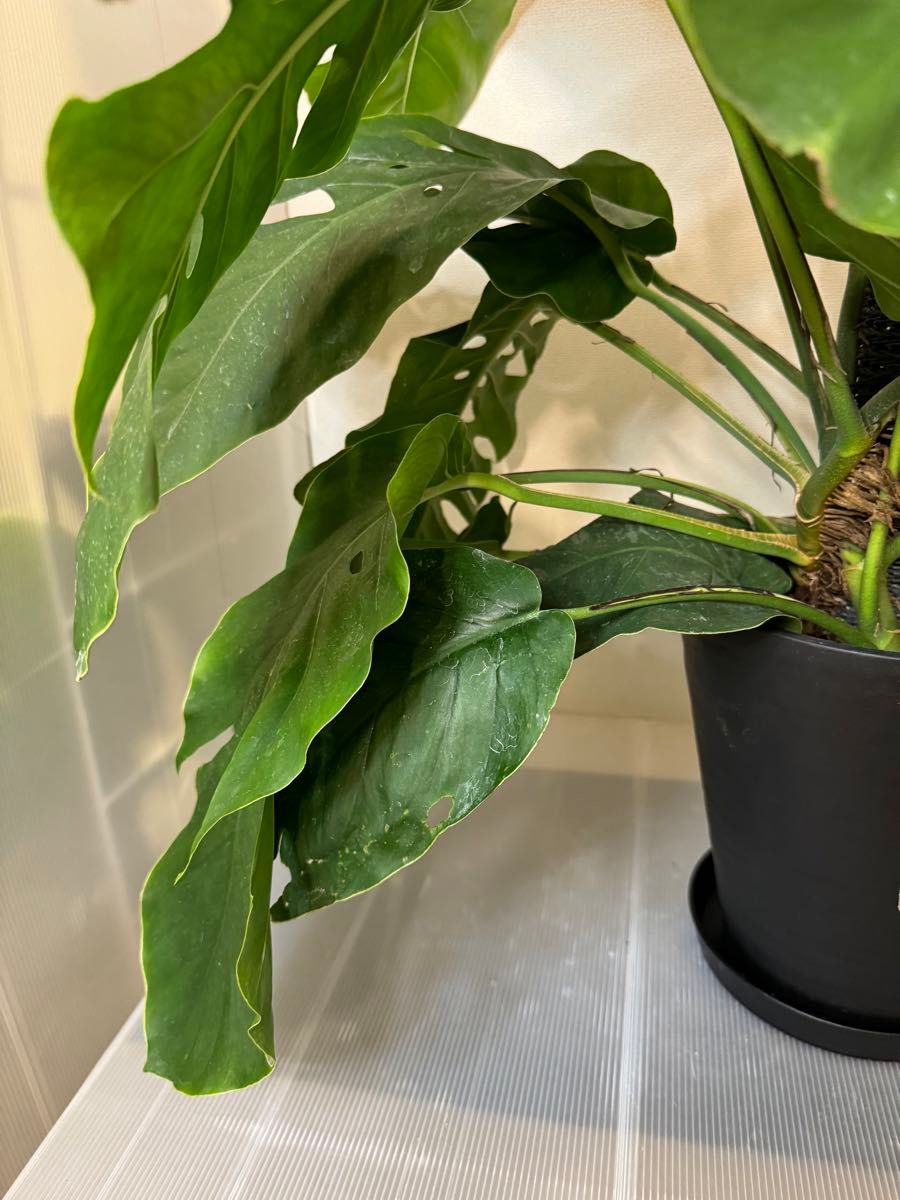 セール 希少 モンステラ デュビア 8号 人気の観葉植物 ①｜Yahoo