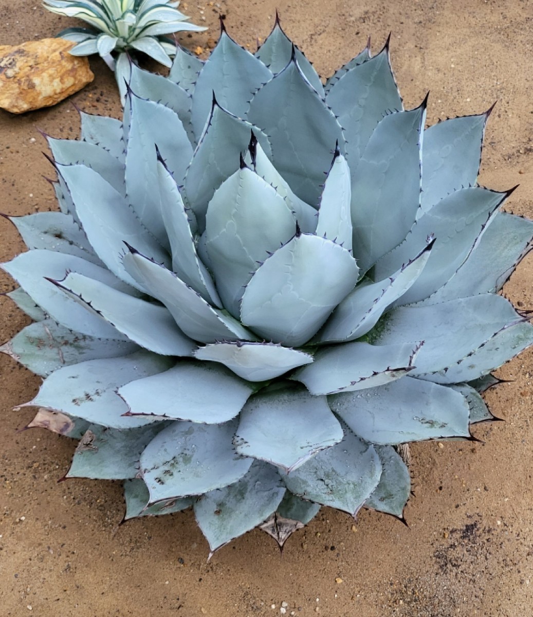 Yahoo!オークション - アガベ パリー ホーチエンシス 吉祥天 Agave par