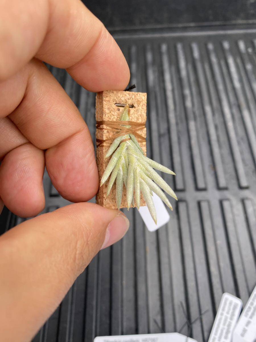 Yahoo!オークション - Tillandsia capillaris compact form #34 白花