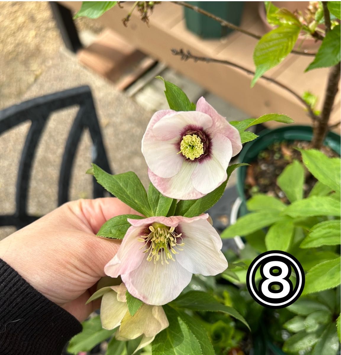 mamo様ご購入苗㉖-119クリスマスローズ 花郷園】 クリスマスローズ