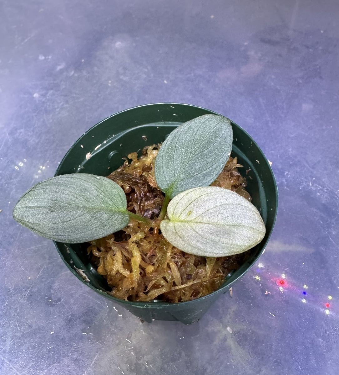 Yahoo!オークション - Homalomena sp月輪 ホマロメナ