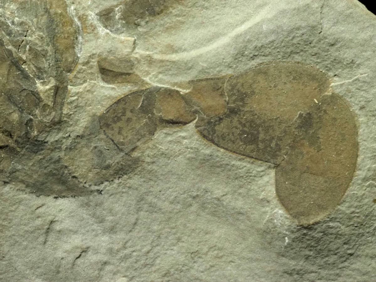 Yahoo!オークション - NY産 ウミサソリの化石【Eurypterus remipes】【