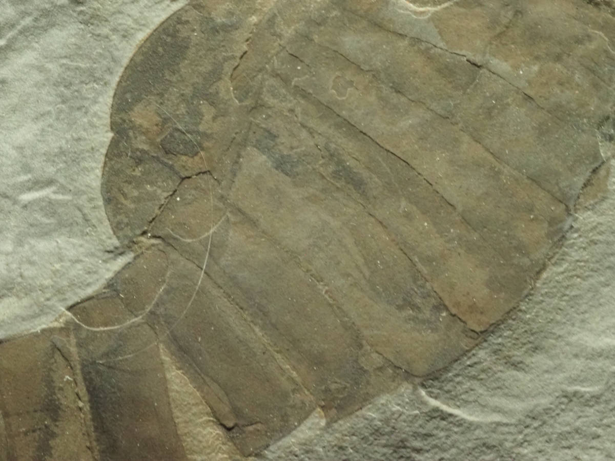 Yahoo!オークション - NY産 ウミサソリの化石【Eurypterus remipes】【