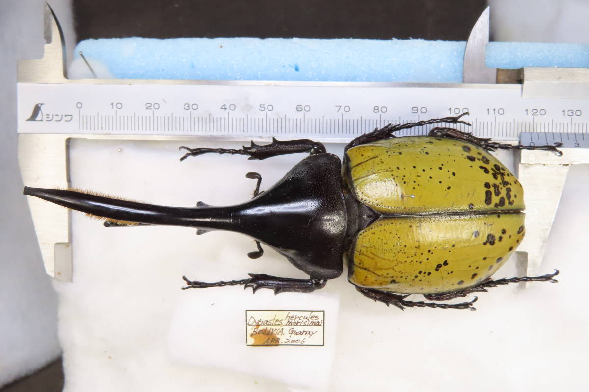 Yahoo!オークション - 【虫研】入荷少ない ヘラクレスモリシマイ115㎜