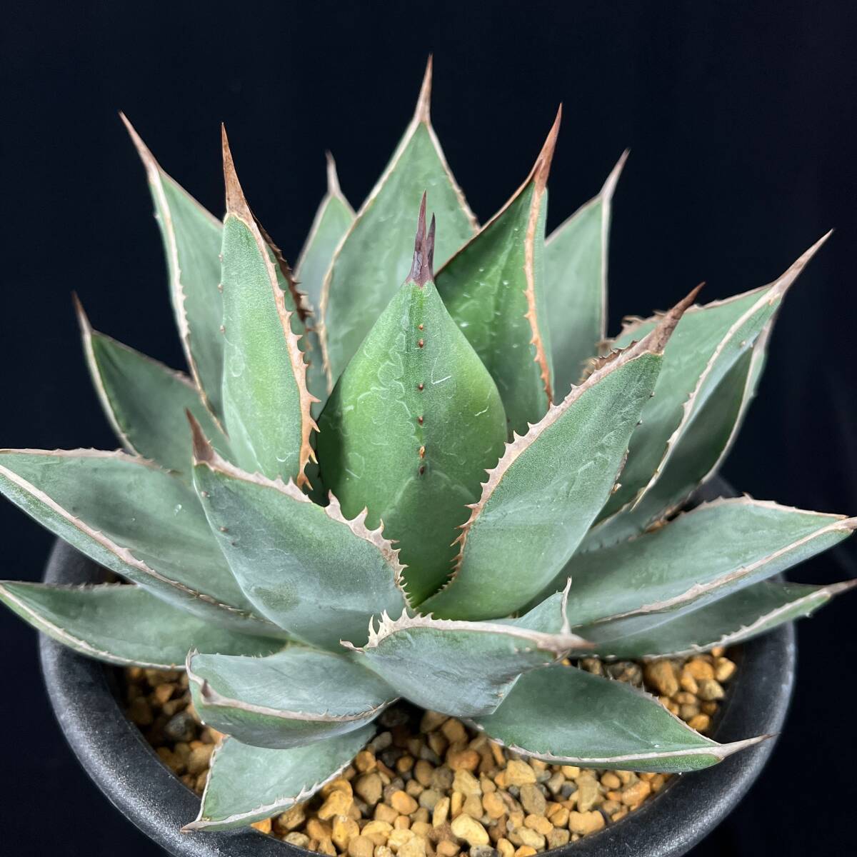 AGB33 アガベ アリゾニカ 丸葉 アガベ アリゾニカ | ネットショップ