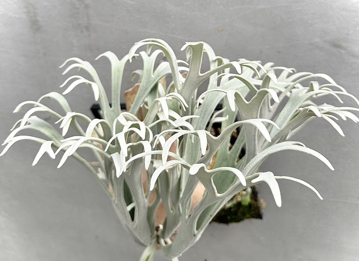 Yahoo!オークション - P. 'Elsa' エルサ【vandaka】ビカクシダ