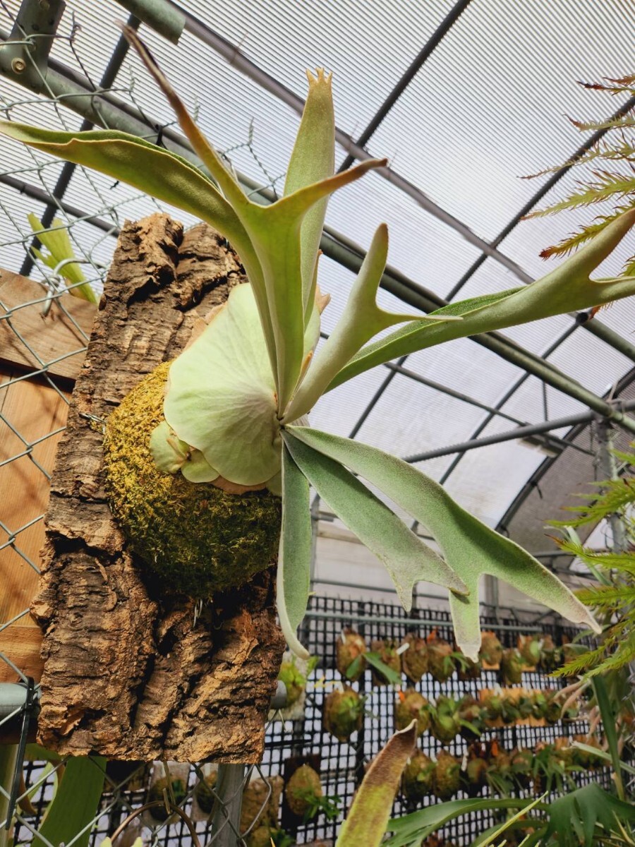 Yahoo!オークション - D11 P. Snow Ape OC pup 子株 株分け タイのCnx