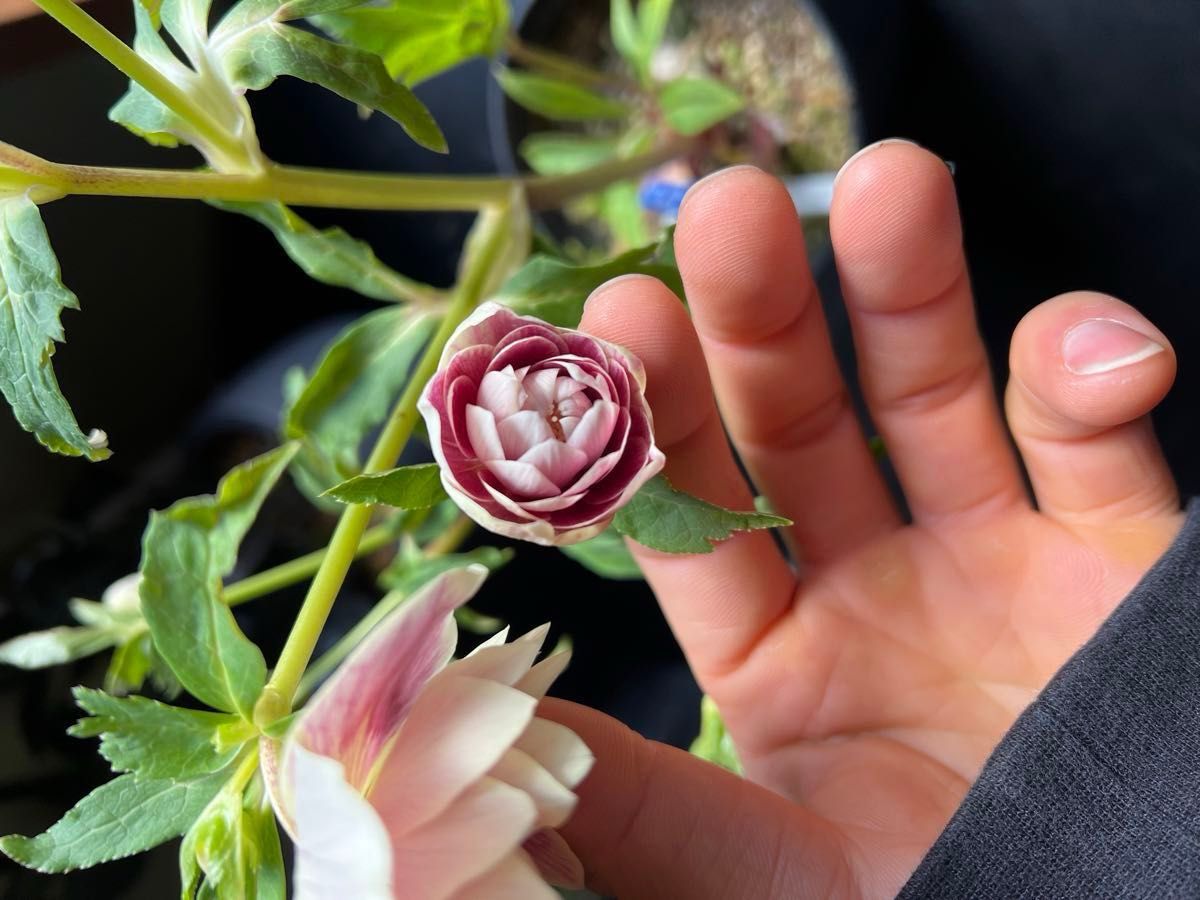 クリスマスローズ ソレイユ｜Yahoo!フリマ（旧PayPayフリマ）