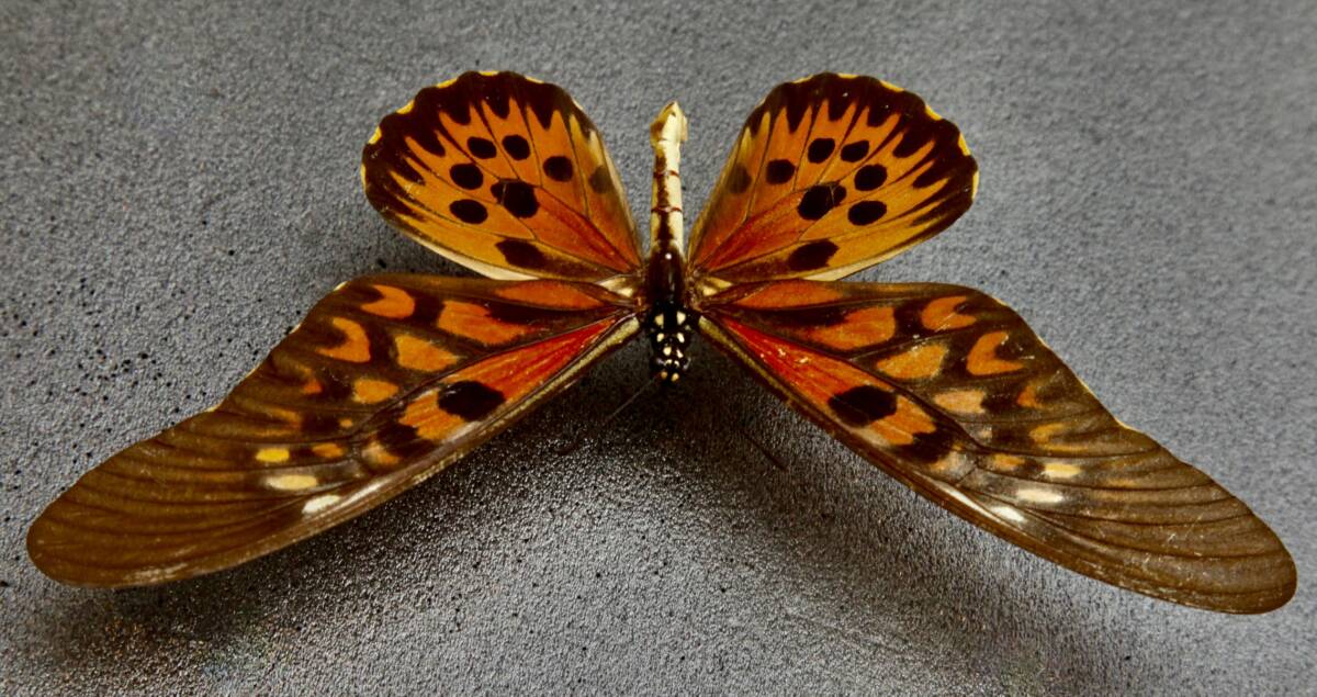 Yahoo!オークション - 外国産蝶標本 ドルーリーオオアゲハ A- 中央ア