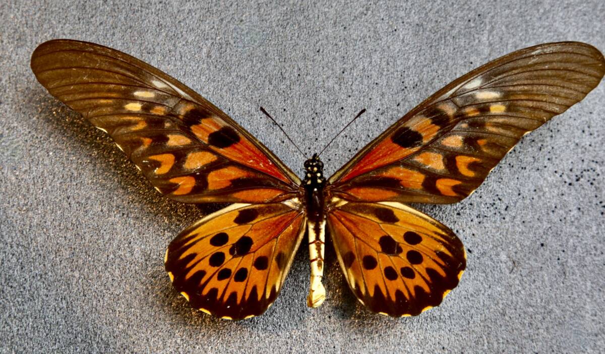 Yahoo!オークション - 外国産蝶標本 ドルーリーオオアゲハ A- 中央ア