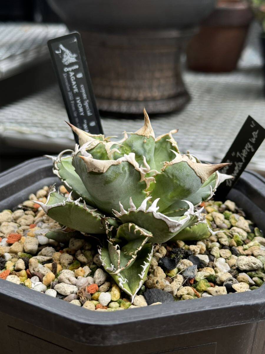 Yahoo!オークション - “超希少特選株” Agave titanota “IVORY WA”