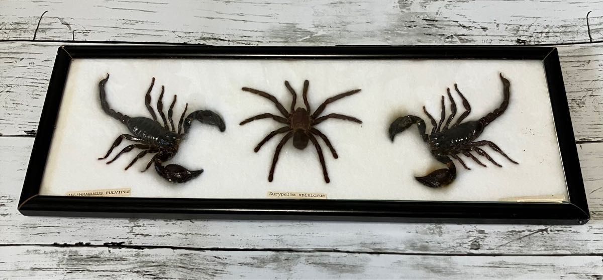 激レア迫力満点 】タランチュラ スコーピオンの標本 蜘蛛 クモ 蠍 本物
