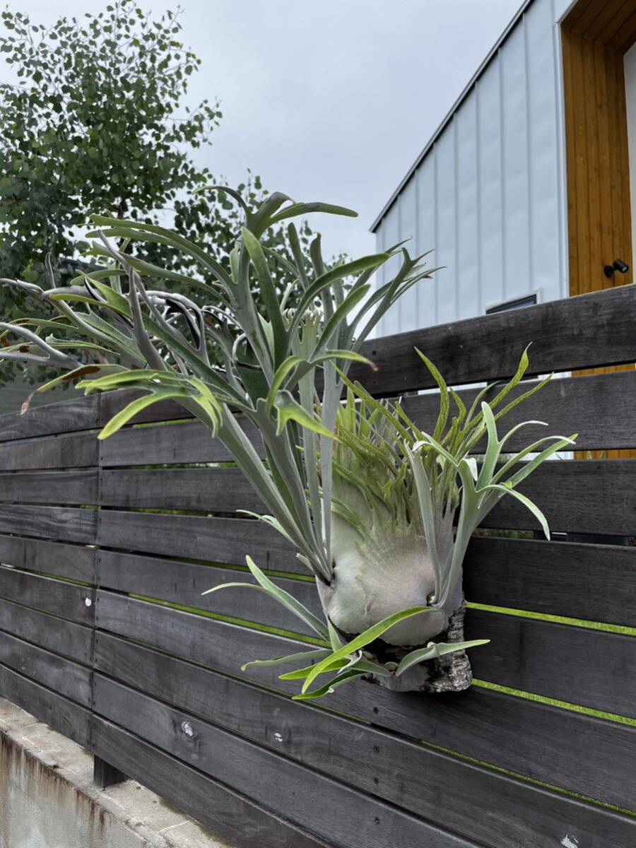 Yahoo!オークション - 【URA】P. veitchii wild (vp#17) ビカクシダ ベ