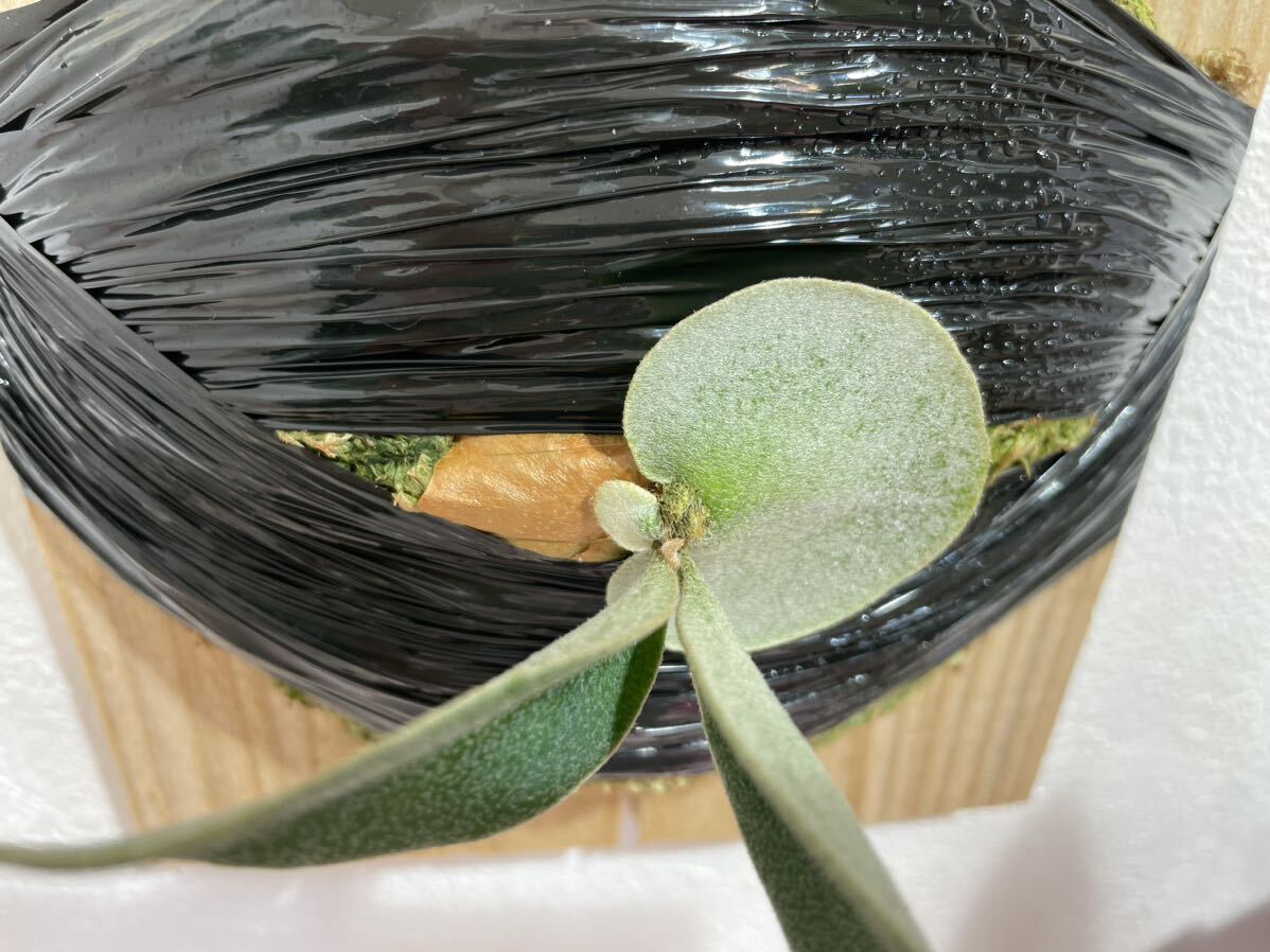 Yahoo!オークション - オリジナル 希少 Vellii ベリー ビカクシダ oc p