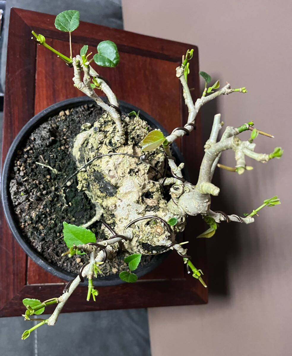 専用 オオハマボウ 小品盆栽 太幹 ハート型の葉 オオハマボウ 小品盆栽