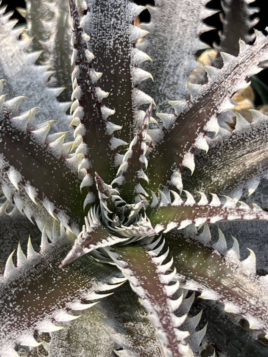 DBディッキア Dyckia Bill Baker hybrid #239 ⑷ DBディッキア Dyckia