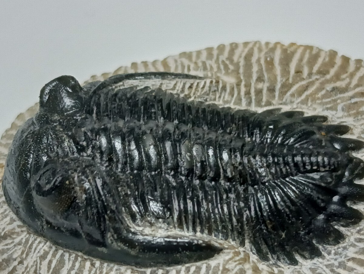 三葉虫モロッコ②Hollardops?ホラドプス 稀少 デボン紀 三葉虫化石