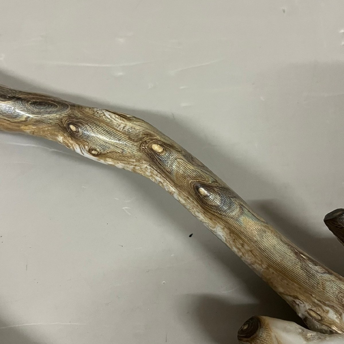 Yahoo!オークション - 海松 深海松 原木 レインボーコーラル 全長約45c